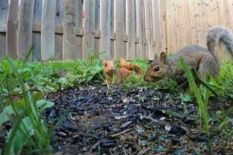 Peaceful Backyard Squirrels for People and Pets - August 17, 2022