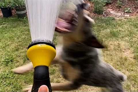 Dog vs Water Hose | FUNNIEST Pets of the Week