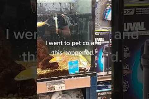 Hilarious Fish Jumps Out of Tank at Store! #Fish #Shorts