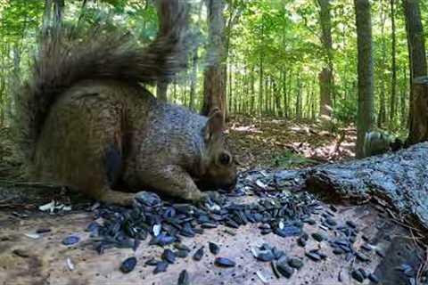 10 hour - Chipmunks and Squirrels on a fallen log - August 19, 2022