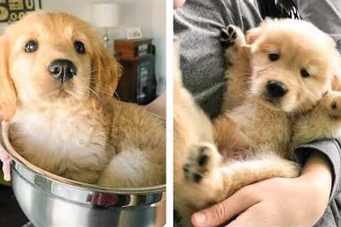 😍Cute Golden Puppy that Will Make Your Day So Much Better 🐶🐶 | Cute Puppies