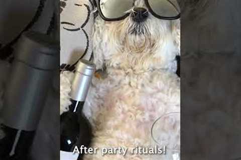 Hilarious Puppy Enjoys a Glass of Wine! #Wine #Dogs #Shorts