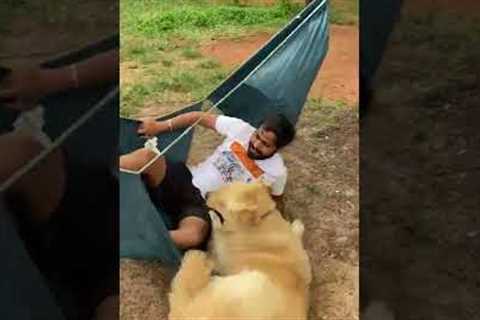 Hilarious Pup Destroys Hammock!  #Dogs #Shorts