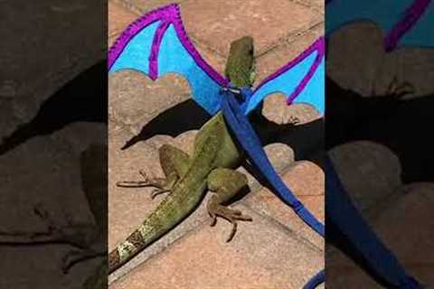 Epic Lizard Gets Ready for Game of Thrones Premiere!  #HouseOfDragons #GoT #Shorts