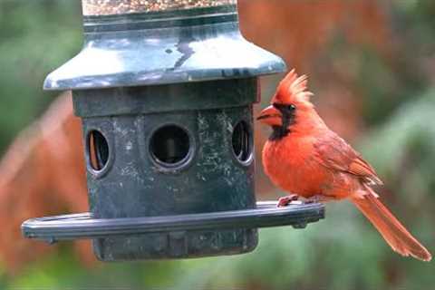 10 hour - Birds at the hanging feeder - August 22, 2022