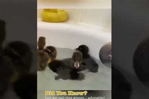 Adorable Ducklings Splash Around in Bath! #Ducks #Shorts