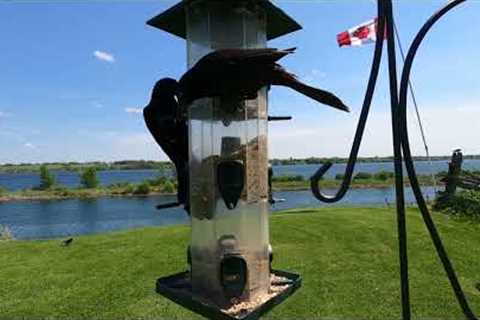 Hanging feeder overlooking the St. Lawrence River - August 24, 2022