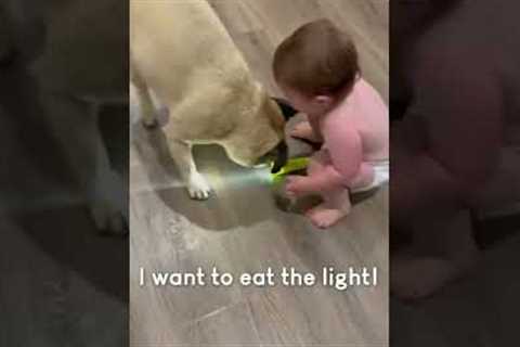 Adorable Baby Laughs Hysterically at Pugs! #InternationalDogDay #Shorts