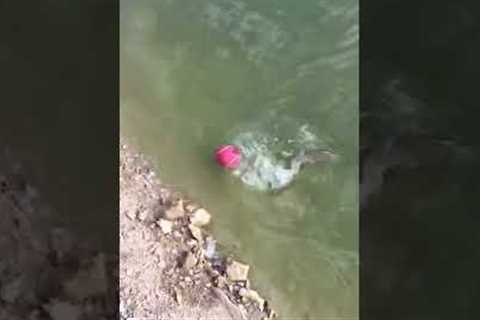 Hilarious Wild Fish Plays Fetch!!! #Shorts #Fishing