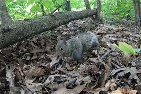 Sunday Morning Squirrels in the Forest - 10 Hours - Aug 28, 2022