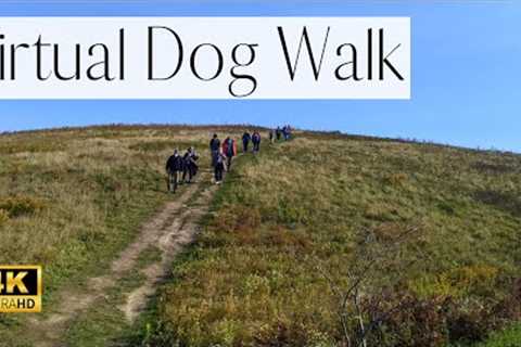 4K VIRTUAL Dog Walk- High Hills With Stunning Views | Zen Park Stroll