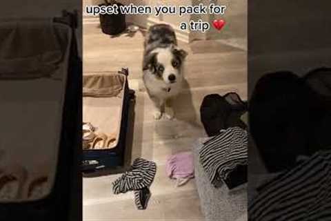 Funny Pup Throws Massive Temper Tantrum! #Dogs #Shorts