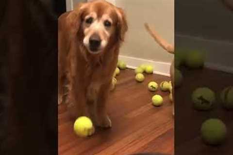 Funny Pup Gets Surprised by A LOT of Tennis Balls! #Dogs #Shorts #USOpen