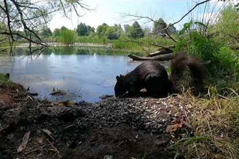 Squirrels and Friends down by the Marsh - 10 Hours - Aug 30, 2022