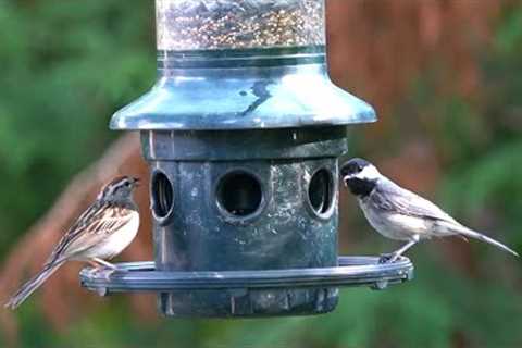 Beautiful Backyard Birds -  10 Hours - Aug 31, 2022