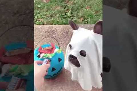 Adorable Puppy Is Excited for Halloween!!! #Halloween #Shorts #Fall