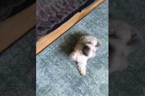 Adorable Pup Does Hilarious Happy Dance!  #Dogs #Shorts