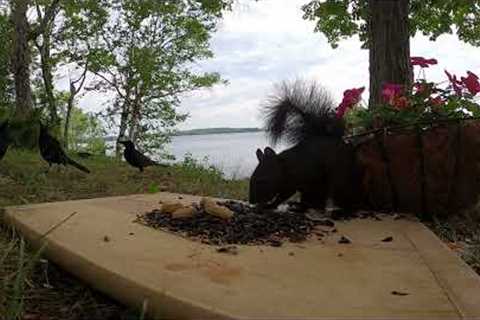 10 hours - Squirrels and Grackles feeding at the lake - September 4, 2022