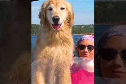 Cute Dog Becomes Captain of a Boat! #Dog #Summer #Shorts