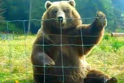 HILARIOUS Bears Being Silly  😂