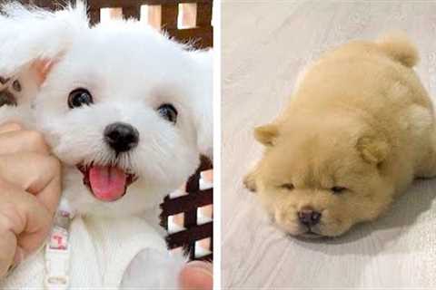 😍Cute Moments of Puppies Make You Happy Every Day  🐶| Cute Puppies