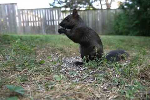 Wacky Wednesday - Backyard Squirrels Featuring Birdsong - September 7, 2022