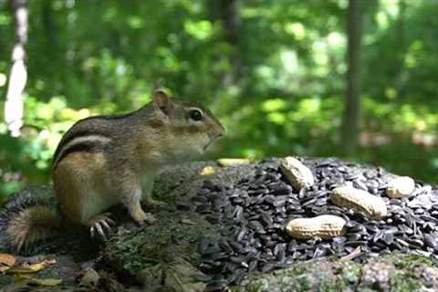 Therapeutic Thursday - Chipmunks and Squirrels - September 8, 2022