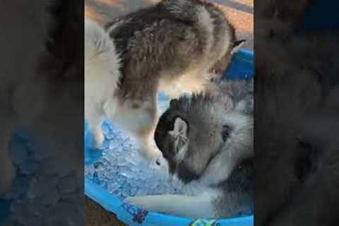 Adorable Huskies Play in Ice Bath! #Dogs #Shorts