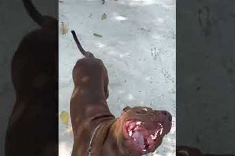 #dogs #shorts Tug and war with Hulk