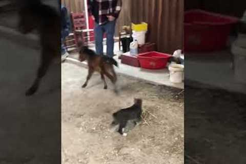 Adorable Kitten Chases Week-Old Pony! #Kittens #Shorts