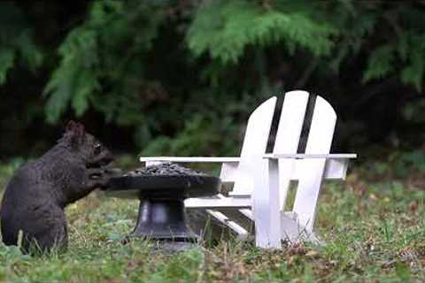 10 hours - Squirrelly Outdoor Feast - September 13, 2022