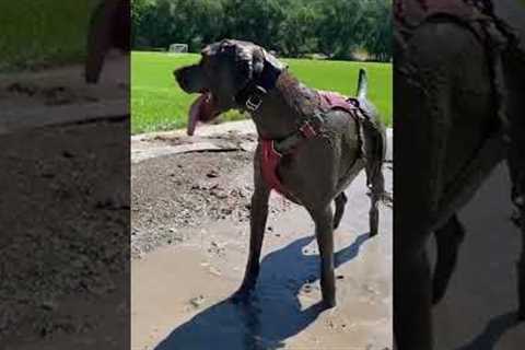 Hilarious Pup Makes Massive Mess in Mud! #Dogs #Shorts