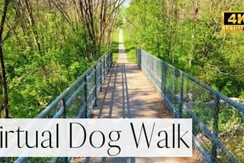 4K VIRTUAL Dog Walk- Lush Green Forest Trail Walk🌿 | Walk Your Dog With Us