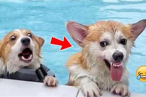 Funny and Smart Pets Compilation 😆 - Pets House Video 2022 🐶😸