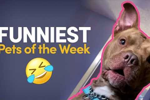 Hilarious pup FREAKS OUT after being poked | FUNNIEST Pets of The Week 🤣