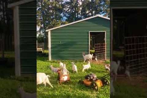 Hilarious Goats Fall Asleep When Scared! #Shorts