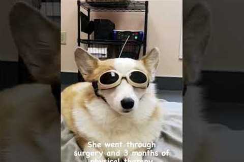 Amazing Corgi Learns to Walk Again!  #Dogs #Shorts