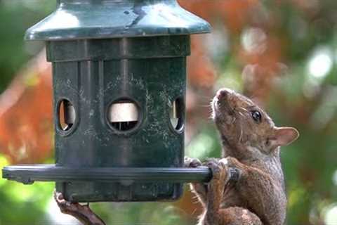 Birds and Squirrels Battle for Seeds - 10 Hours - Sept 19, 2022