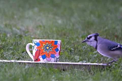 Dinner Scene for Backyard Animals - 10 Hours - Sept 20, 2022