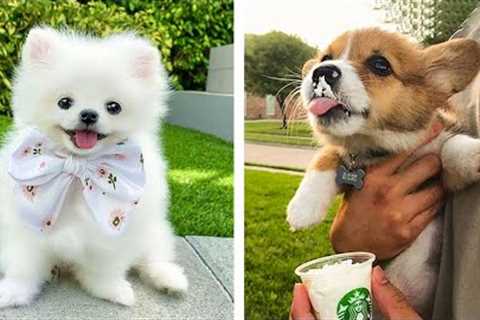 Let's See What These Adorable Puppies Are Doing😍😘 | Cute Puppies