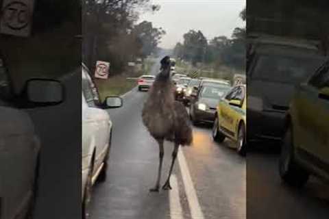 Funny Emu Causes MASSIVE Traffic Jam! #Cars #Shorts