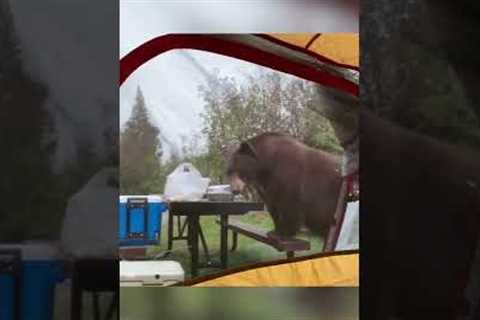 Hilarious Bear Crashes Camp for Breakfast! #Food #Shorts #Bears