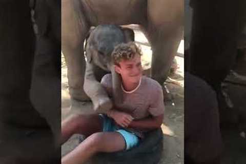 Baby Elephant LOVES Hugs! #Elephants #Shorts