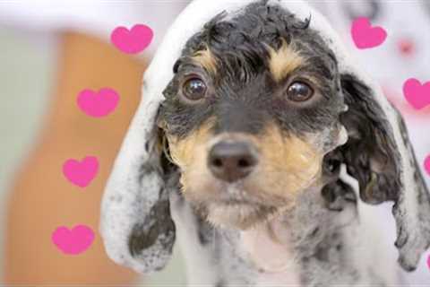 Cocker Spaniel Puppy's First Bath! [Cutest Video Ever]