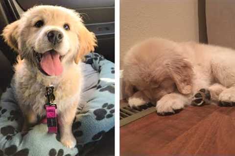 These Adorable Golden Retrievers Will Make You Happier Every Day 😍 | Cute Puppies