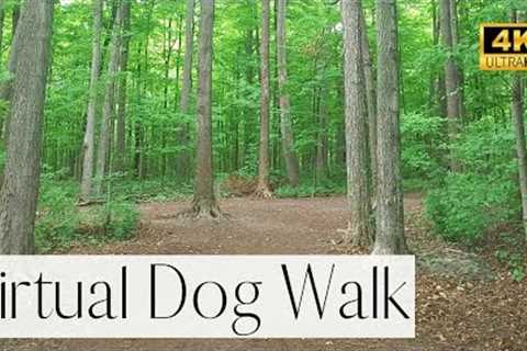 4K TV For Dogs- Popular Wooded Forest Trail (Vellore Tract Woodlot) | Walk Your Dog With Us