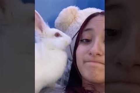 Hilarious Rabbit Chews Off Owner's Hair! #Shorts #Rabbits