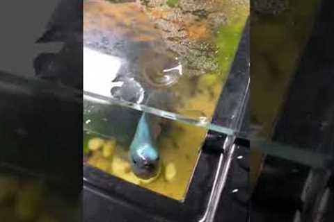 Hilarious Fish Spits on Owner! #Fish #Shorts