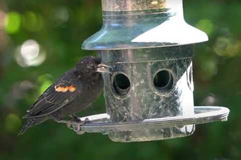 10 hour - Backyard Hanging Feeder - September 25, 2022