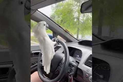 Adorable Cockatoo SHOCKED by Car Ride! #Birds #Shorts